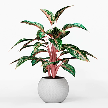 Aglaonema Infinity. Indoor plant