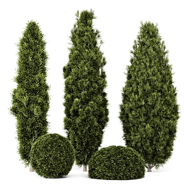 Pine Bushes Set for Outdoors 3D model image 1 