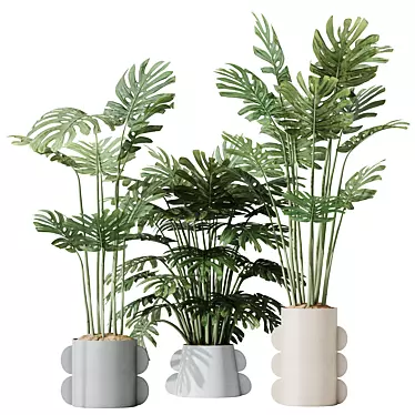 HQ HousePlants Elegant Monstera Deliciosa Large Leaf Form Swiss Cheese Set04