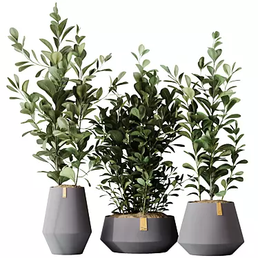 Indian Laurel Ficus Set01 Serenity 3D model image 1 