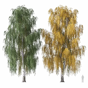 Weeping birch 4 (Betula pendula 4)