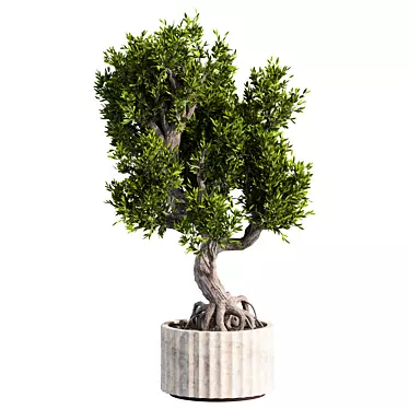 Zen Bonsai Set for Indoors 3D model image 1 