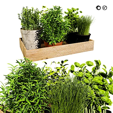 Herbs Tray 3D Model 3D model image 1 