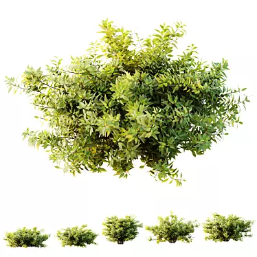 Abelia Radiance 3D Plant Models 3D model image 1 