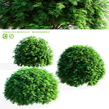 Woodwardii Thuja 3D Model Archive 3D model image 1 