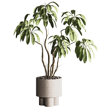 Indoor Plant In Pot 139