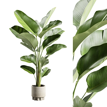 Lush Calathea Lutea Planter 3D model image 1 