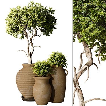 Tree and Shrubs in pottery pot 316