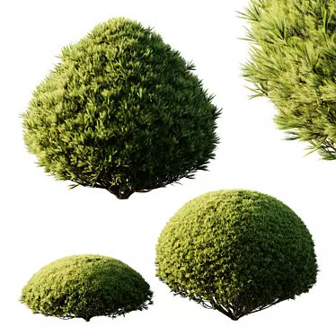 Pine Mugo 3D Models Kit 3D model image 1 