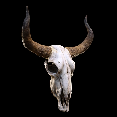 longhorn skull