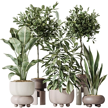 Exotic Indoor Plant Set Bundle 3D model image 1 