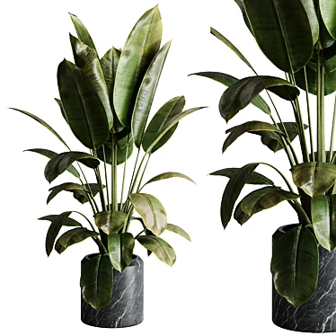 Rubber Ficus Indoor Plant 501 3D model image 1 