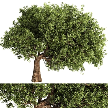 Elegant Olive Tree Set 16 3D model image 1 