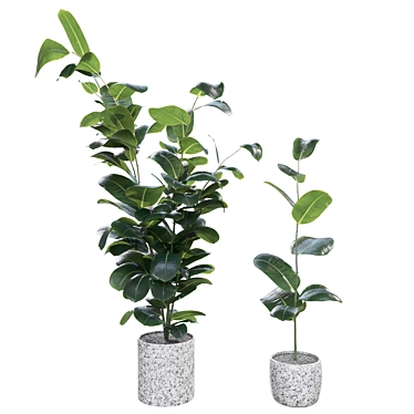 Rubber Ficus in pots