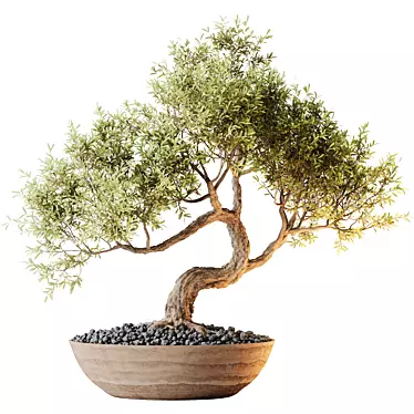 Versatile Olive Tree Set 3D model image 1 