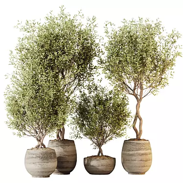 Olive Tree Set for Yard 3D model image 1 