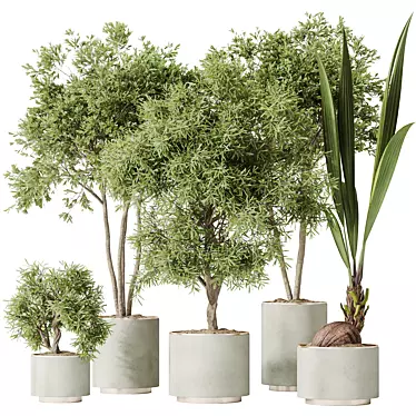 Indoor Olive & Coconut Plant Set 3D model image 1 