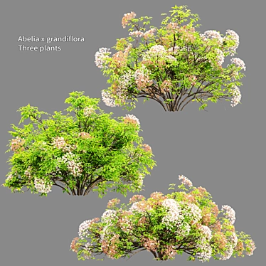 Abelia × grandiflora Trio Bundle 3D model image 1 