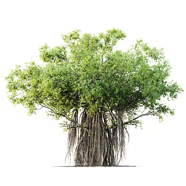  Indian Banyan Ficus Tree Model 3D model image 1 