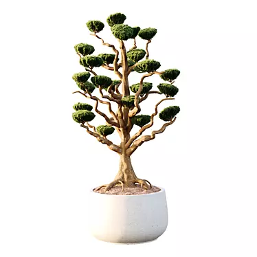 Potted sphere tree05