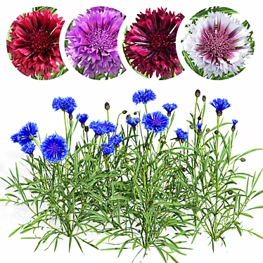 Double cornflower (Centaurea)