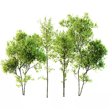 Majestic Tree 3D Models Pack 3D model image 1 