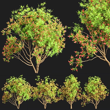 Premium Bottlebrush Bush Collection Vol.48 3D model image 1 