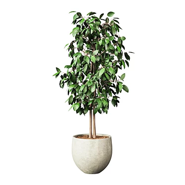 Potted Indoor Plant 3D Model 3D model image 1 