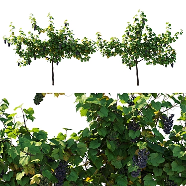 Grape Vine 3D Model Kit 3D model image 1 