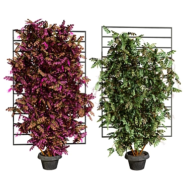 Potted Loropetalum Spalliera Climbers 3D Model