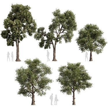 High-Quality Collection Eucalyptus Tree 3D model image 1 