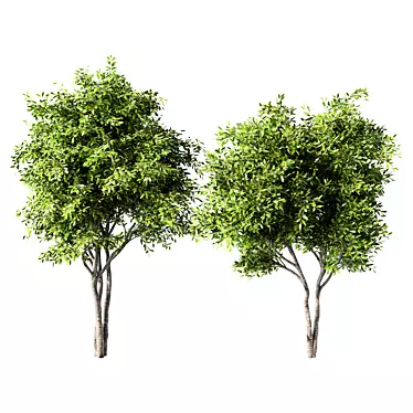 Russian Forest Tree No.124 3D model image 1 