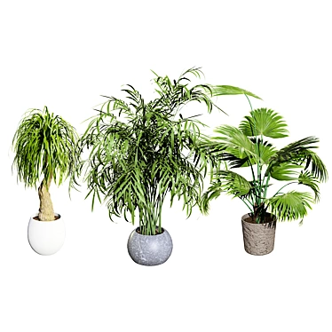 indoor palm collection