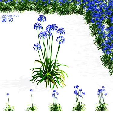 Agapanthus 3D Plant Collection 3D model image 1 