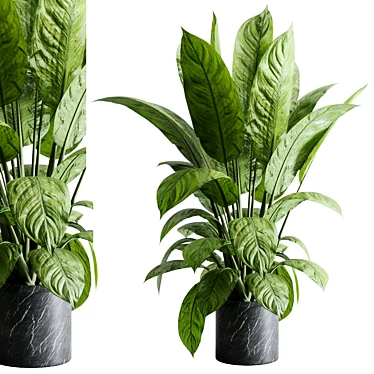 Dieffenbachia Maculata plant in marble vase - indoor plant set 544