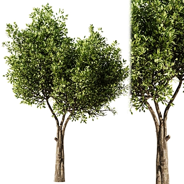 Modern Olive Tree Set24 Miniature 3D model image 1 