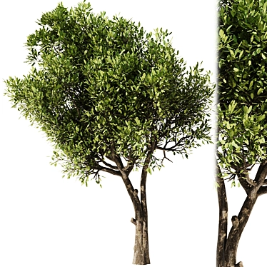  Modern Olive Tree Vray 3D 3D model image 1 