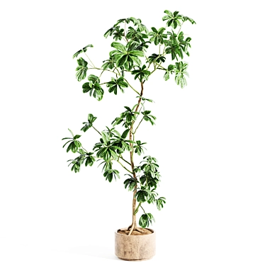 schefflera plant