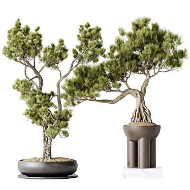 Bonsai Pinus Indoor Plants Set 3D model image 1 