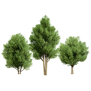 Low Poly Salix Alba Tree Pack 3D model image 1 