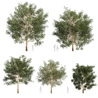 Premium Eucalyptus Grandis Tree Model 3D model image 1 