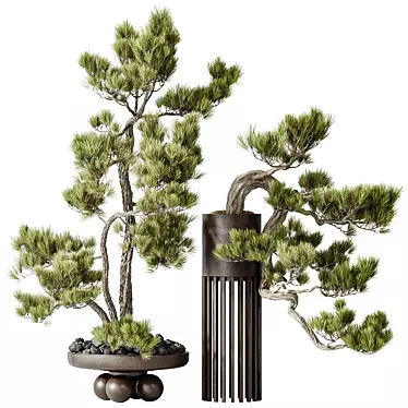 Premium Bonsai Pinus Set	with Textures 3D model image 1 