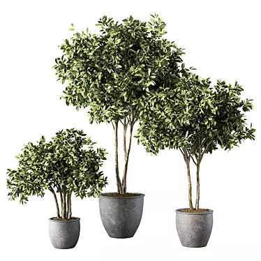 Modern Indoor Plant Set Trio 3D model image 1 