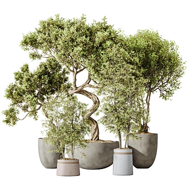 Versatile Indoor Olive Tree Set 3D model image 1 