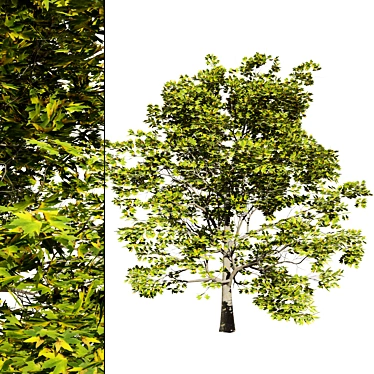 Detailed Plane Tree 3D Model 3D model image 1 