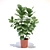 Lyrical Ficus: Elegant Indoor Greenery 3D model small image 1