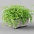 Adiantum Houseplant | Vray, Max 2011, FBX, Textures, Render 3D model small image 2