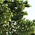 Large Area-Ready Tree Collection 3D model small image 2