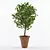 Elegant Potted Houseplant 3D model small image 1