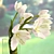 Elegant Tulip Bouquet 3D model small image 2